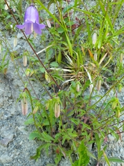 Campanula longistyla, photograph (c) Алена Ручка, some rights reserved (CC BY)