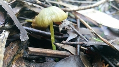 Entoloma rodwayi