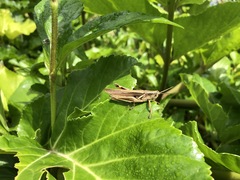 Stenocatantops mistshenkoi