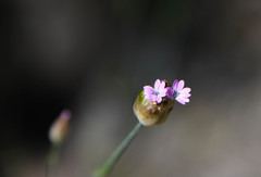 Petrorhagia prolifera