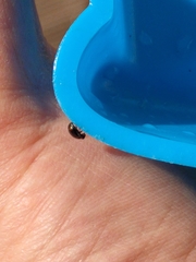 Hyperaspis reppensis pseudopustulata