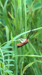 Pterotus obscuripennis