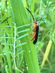 Pterotus obscuripennis