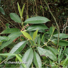 Lasianthus chinensis