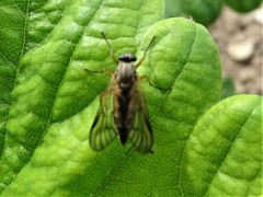Rhagio vitripennis