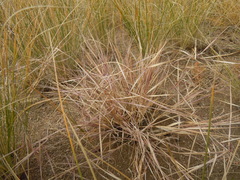 Cleistogenes squarrosa