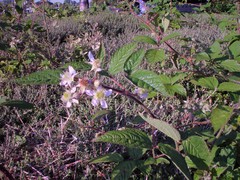 Rubus dasyphyllus