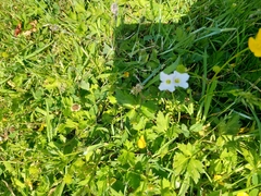 Anemonastrum canadense