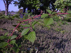 Rubus dasyphyllus
