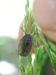 Neottiglossa pusilla