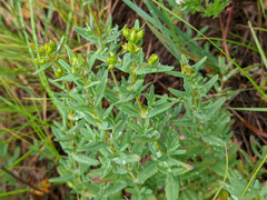Hypericum elegans