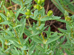 Hypericum elegans