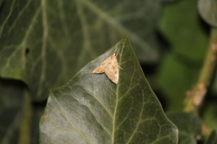 Scybalistodes periculosalis