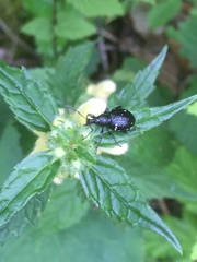 Otiorhynchus gemmatus