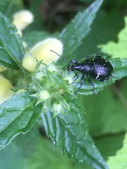 Otiorhynchus gemmatus