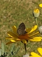 Leptotes cassius cassius