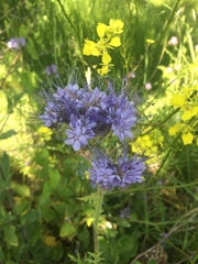 Phacelia tanacetifolia