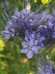 Phacelia tanacetifolia