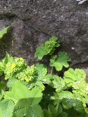 Alchemilla