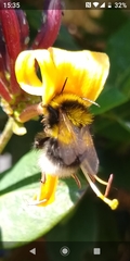 Bombus terrestris
