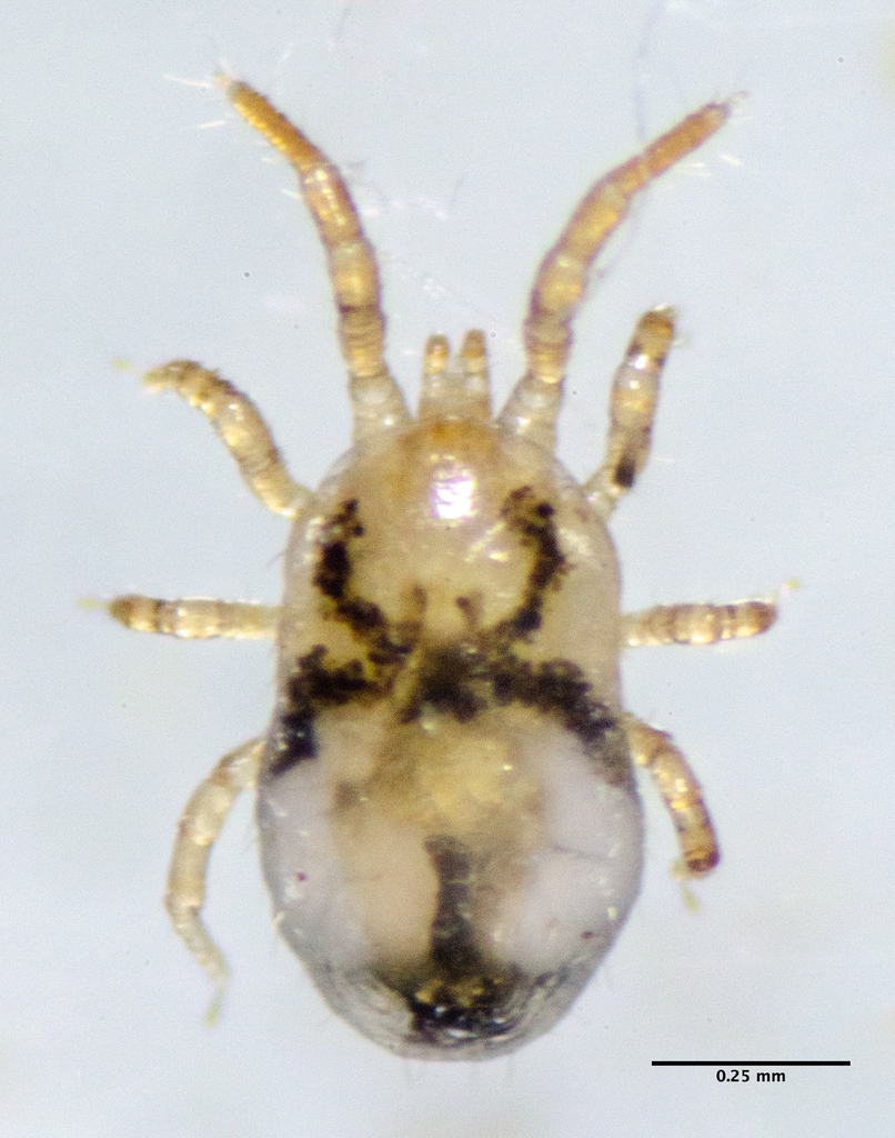 Northern Fowl Mite