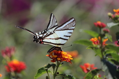 Protographium epidaus