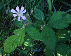 Rubus hylocharis