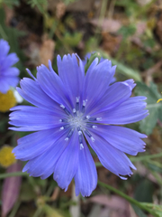 Cichorium pumilum