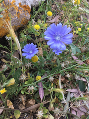 Cichorium pumilum