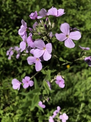 Hesperis matronalis