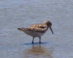 Calidris fuscicollis