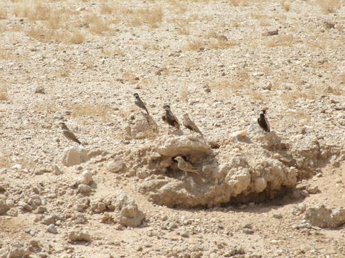 Grey-backed Sparrow-Lark (Eremopterix verticalis), photo 8
