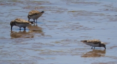 Calidris fuscicollis