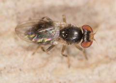 Periscelis occidentalis