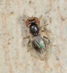 Periscelis occidentalis