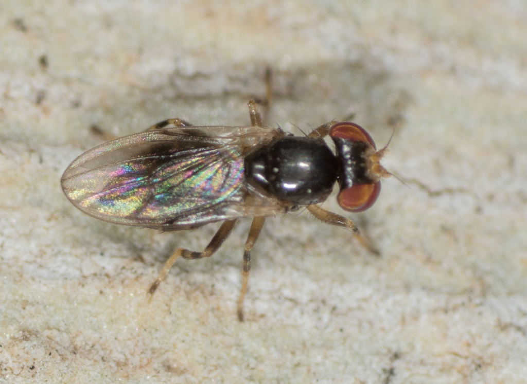 Periscelis occidentalis