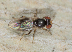 Periscelis occidentalis