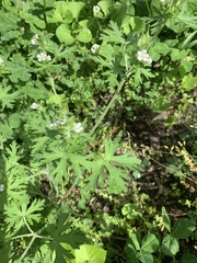 Geranium bicknellii