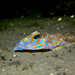 Common Dragonet - Photo (c) Emil B, some rights reserved (CC BY-NC), uploaded by Emil B