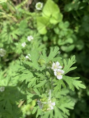 Geranium bicknellii