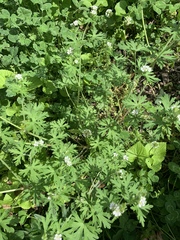 Geranium bicknellii