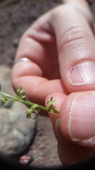 Pectocarya heterocarpa