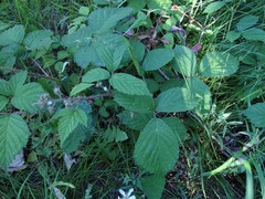 Rubus hylocharis