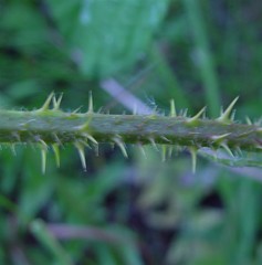 Rubus hylocharis