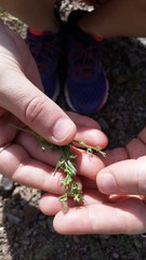 Pectocarya heterocarpa