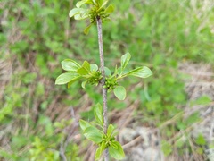 Rhamnus cathartica