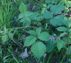 Rubus hylocharis