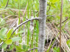 Rhamnus cathartica