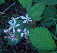 Rubus hylocharis