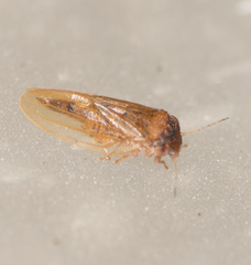 Ctenarytaina longicauda